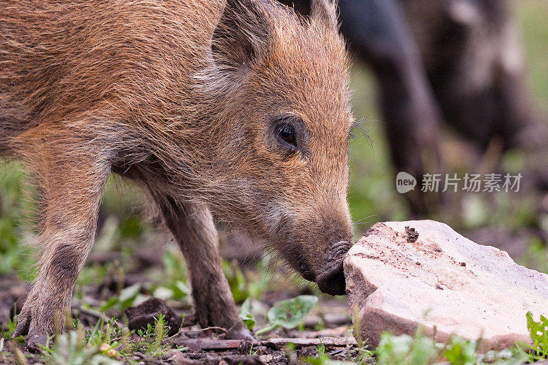 野猪(Sus scrofa)